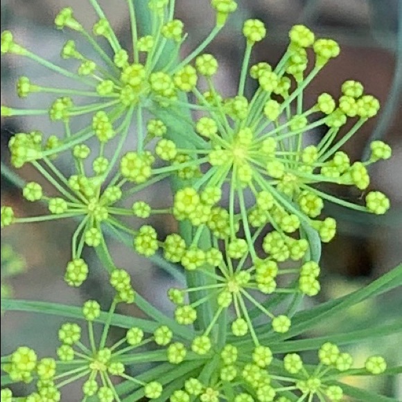 Meet your Posher, Susan - Picture 2 of 4